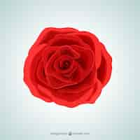 Free vector red rose