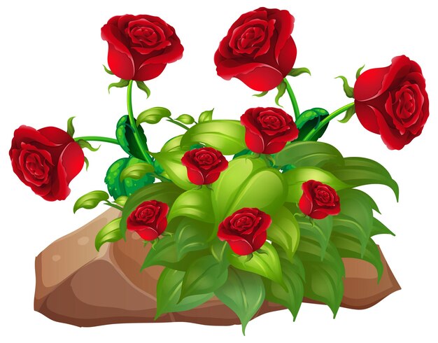 Red roses and rocks on white background