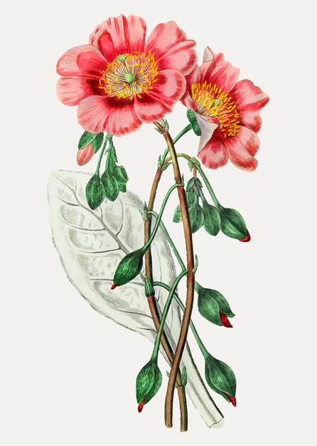 Цветок горничной