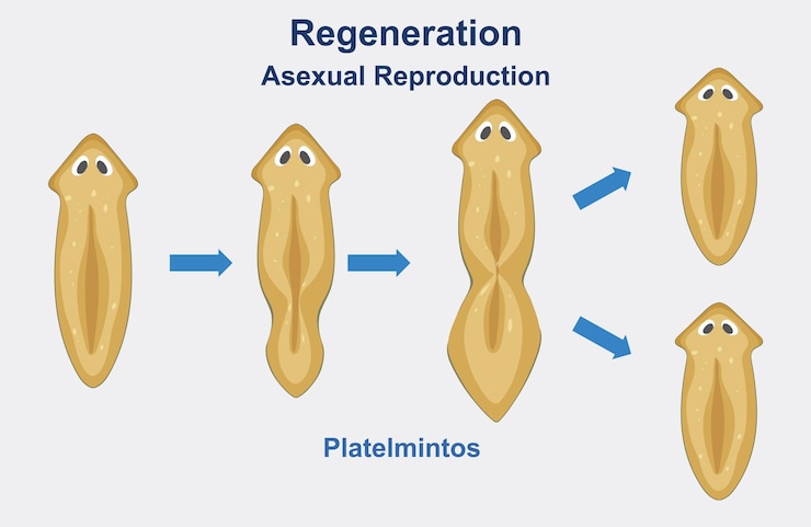 Free Vector regeneration in asexual reproduction of platyhelminthes