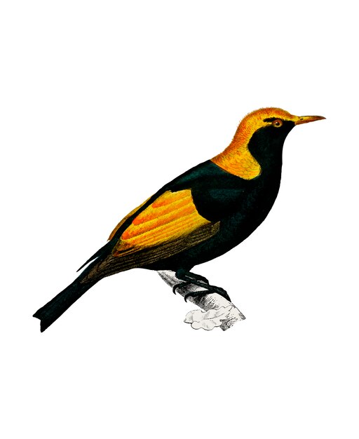 Regent bowerbird 