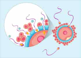 Free vector reproduction process in human