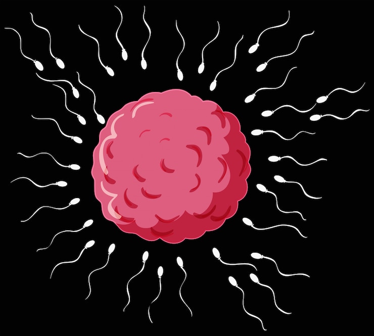 Free Vector reproductive process in human 