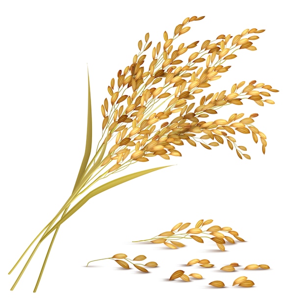 Бесплатное векторное изображение Рисовое зерно иллюстрация