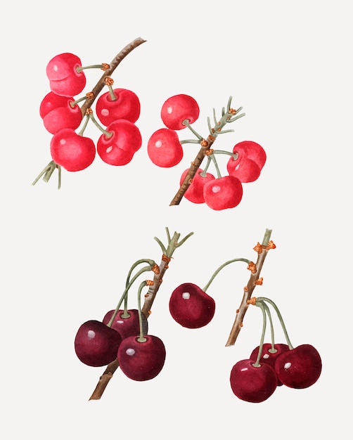 Ripe cherries