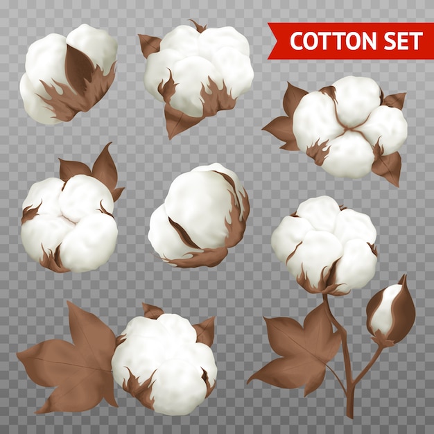 Free vector ripe cotton boll