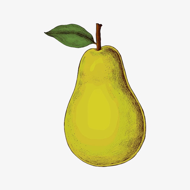 Free vector ripe fresh green pear vector