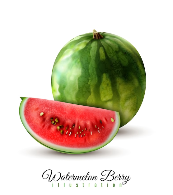 Ripe realistic whole watermelon  vector illustration