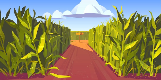 Road on cornfield with fork and wooden direction sign. Concept of choosing way and making decision. cartoon landscape with tall corn stems and crossroad with pointers