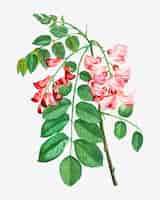 Free vector robinier rose in bloom