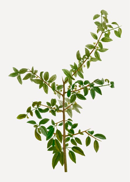 Rock buckthorn branch