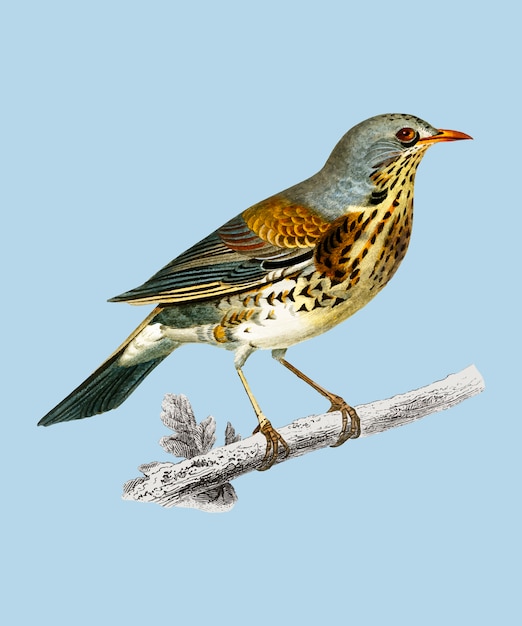 Rock thrush (Turdus Saxatilis) illustrated by Charles Dessalines D'Orbigny (1806-1876). 