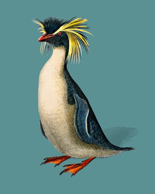 チャールズ・デサリンズ・ドルビニー（1806-1876）によって描かれたイワトビペンギン（Eudyptes chrysocome）