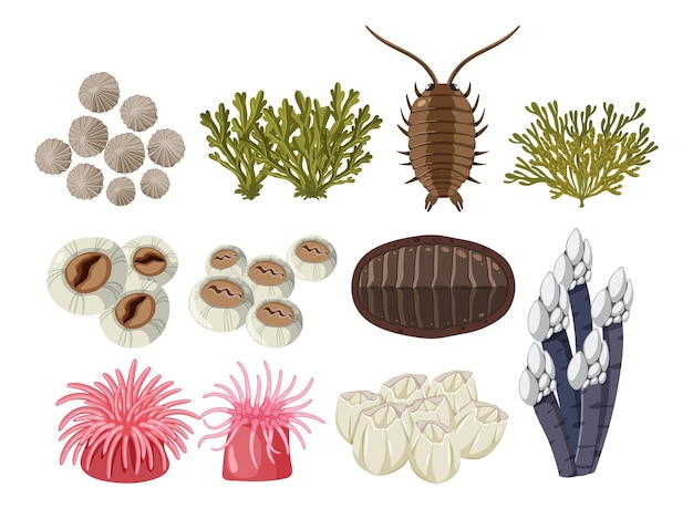Бесплатное векторное изображение Коллекция животных скалистого берега