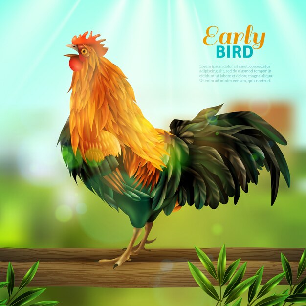 Rooster Vector Illustration