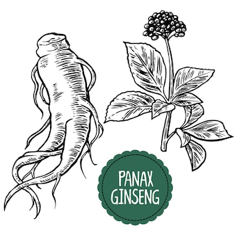 朝鮮人参の根と葉 黒と白の薬用植物のヴィンテージのイラストを彫刻します 生物学的添加物です 健康的な生活様式 伝統医学 ガーデニング プレミアムベクター 朝鮮人参の根と葉 黒と白の薬用植物のヴィンテージのイラストを彫刻します 生物学的添加物です 健康的な生活様式 伝統医学 ガーデニング プレミアムベクター