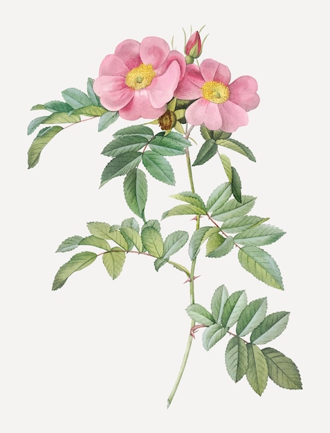 Rosa lucida drawing