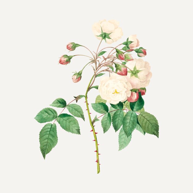 Pierre-JosephRedoutéのアートワークからリミックスされたバラのアデレードの花のベクトル