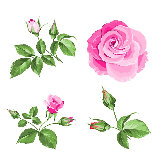 Collezione di boccioli di rosa elementi di rose isolati su sfondo bianco