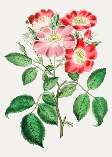 Бесплатное векторное изображение Роза клэр