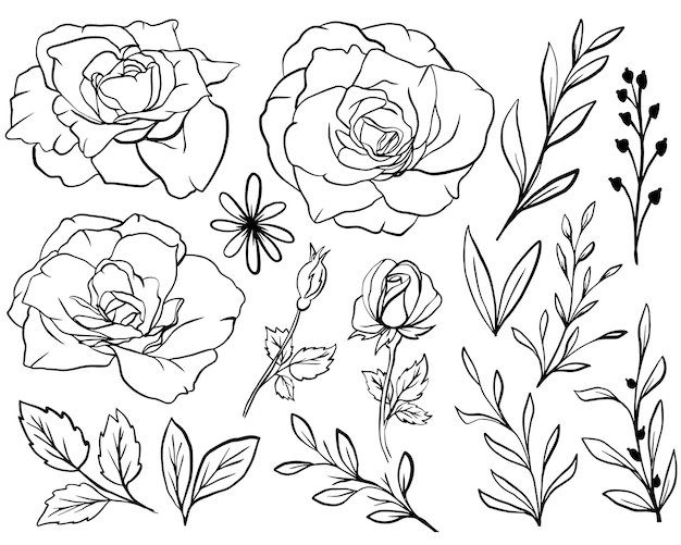 Rose flower line art con foglie isolate