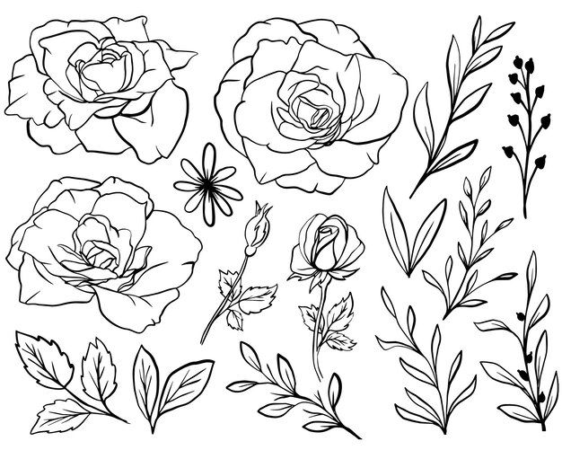 Rose Flower Line Art with Leaves Isolated