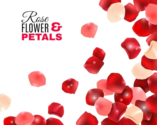 Rose Petals Images Free Vectors Stock Photos Psd Rose Petals Images Free Vectors Stock Photos Psd
