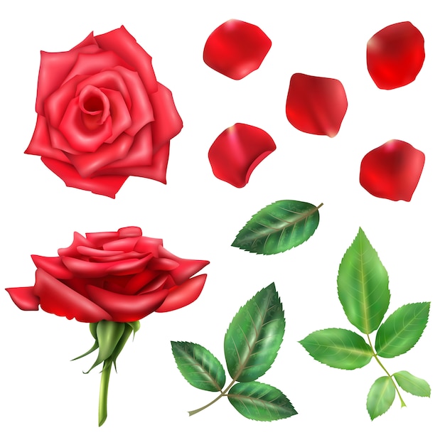 Free vector rose flower and petals set