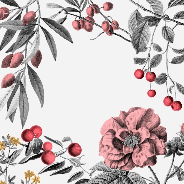 Роза рамка вектор розовые старинные ботанические иллюстрации и фрукты на белом фоне Premium векторы