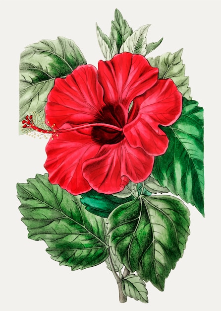 Free vector rose mallow