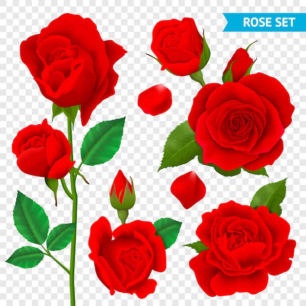 Free vector rose realistic transparent set with red flowers isolated