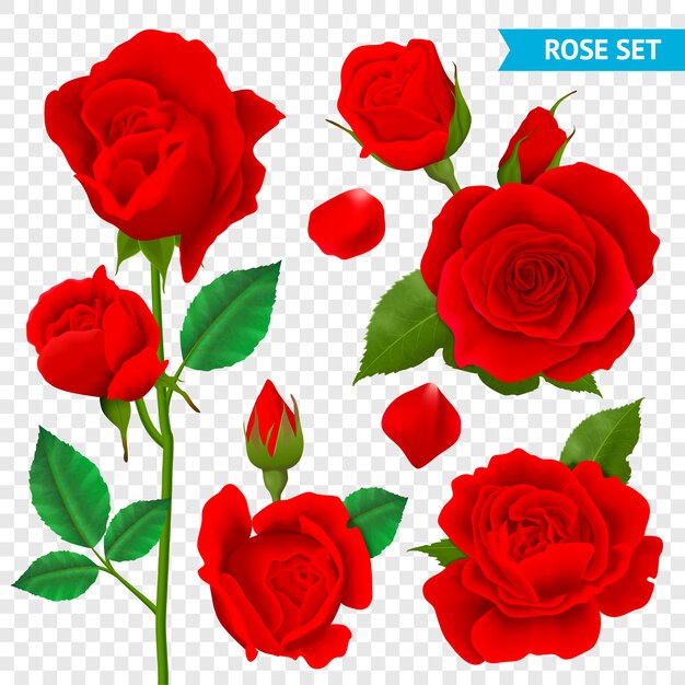 Роза реалистично прозрачный набор с красными цветами, изолированные
