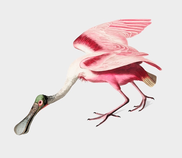 Roseate spoonbillイラスト