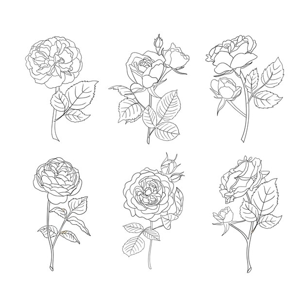 バラの線画 花のベクトルアイコン プレミアムベクター