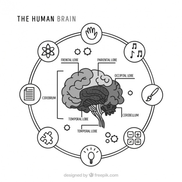 Free vector round infographic of human brain