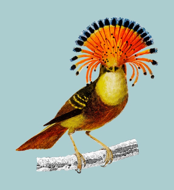 Free vector royal flycatcher (onychorhynchus)