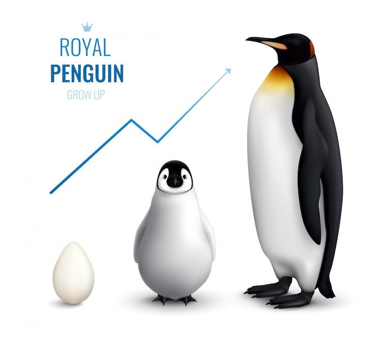 Free Vector royal penguins life cycle realistic  with egg chick adult and indicating growth up arrow