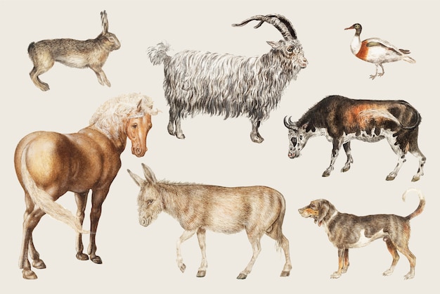 Rural livestock animals
