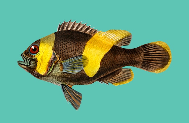 Saddleback pesce pagliaccio (amphipiron bifasciatus) illustrato da charles dessalines d'orbigny