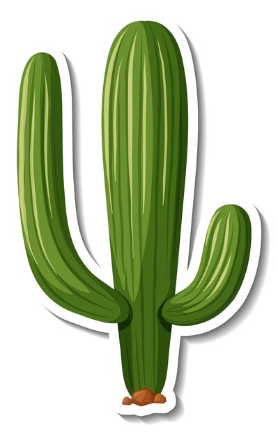 Saguaro cactus plant on white background