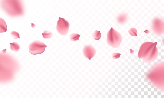 Free vector sakura flying petals on transparent background