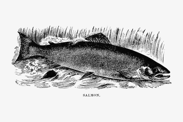 Salmon in a river