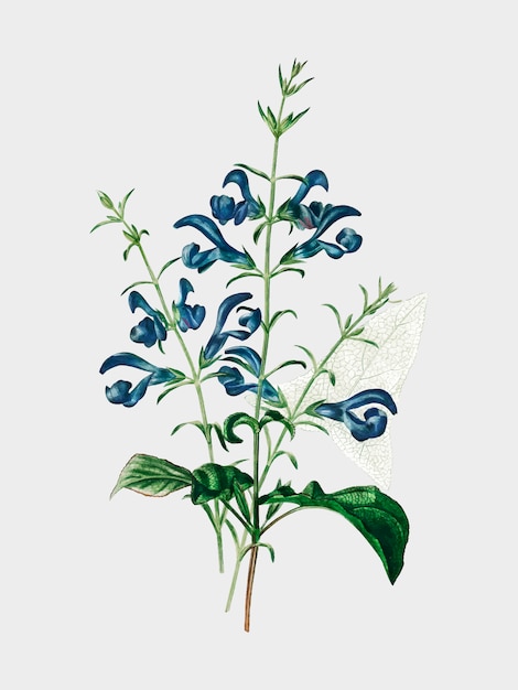 Salvia patens illustrated by Charles Dessalines D'Orbigny (1806-1876). 