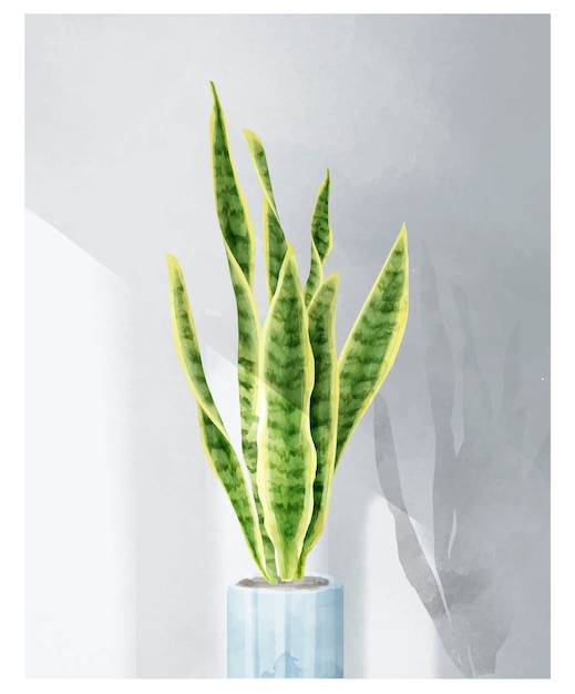 Sansevieria trifasciata葉は、白い背景に