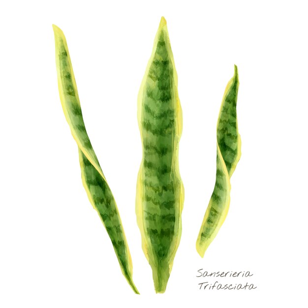 Sansevieria trifasciata 잎 흰색 배경에 고립