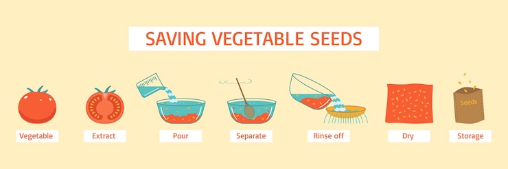 Free Vector saving vegetable seeds diagram