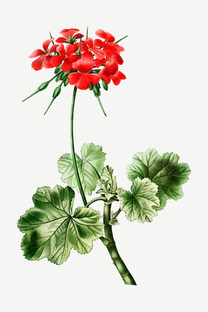 Scarlet eranium flower