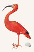 Free vector scarlet ibis bird with an egg vintage illustration vector