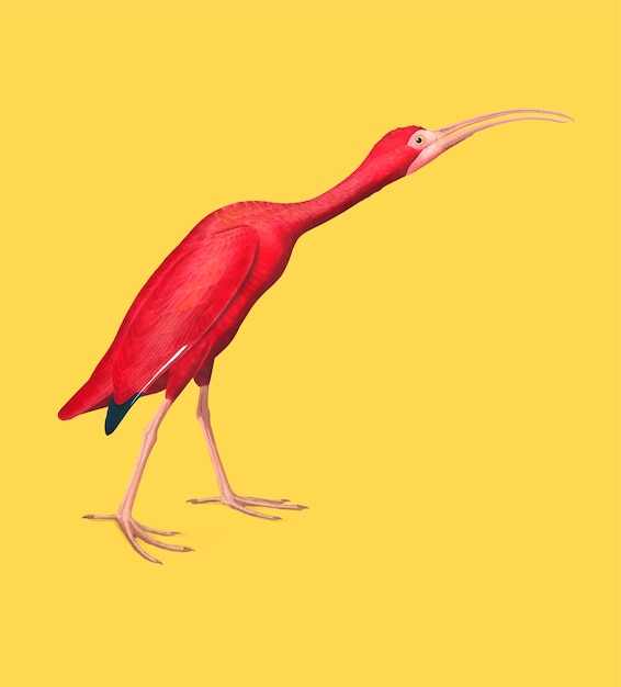 Free vector scarlet ibis illustration