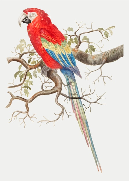 Scarlet macaw in vintage style